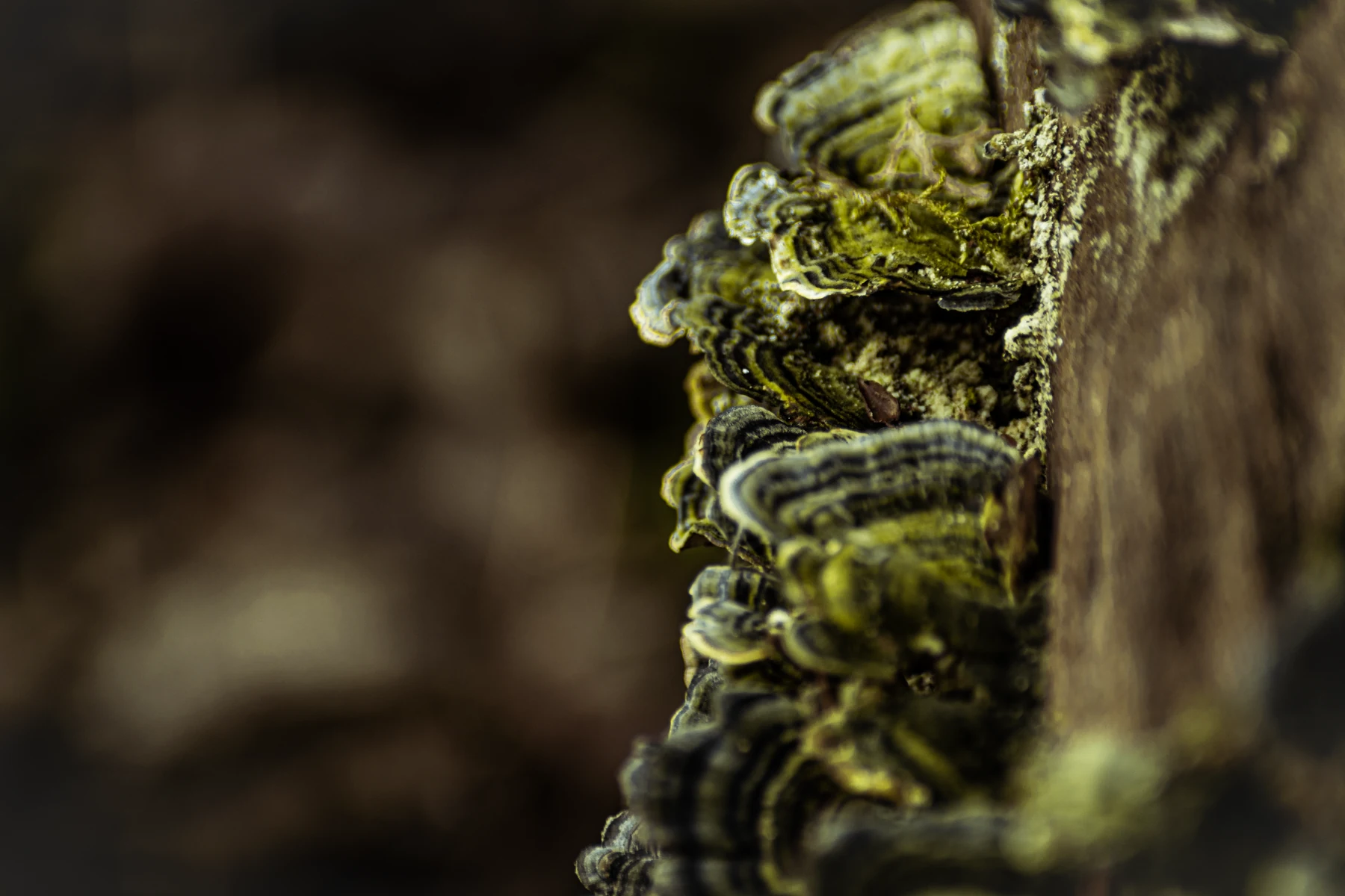 Pilze und Moos an einer Baumrinde